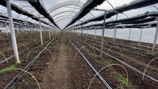 Две культуры в одной теплице. Пекинская капуста по соседству с клубникой смотреть онлайн