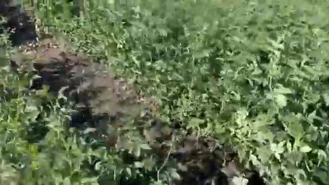 Будущие розы - уже привиты, приживаются. смотреть онлайн