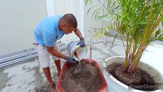 COMO PLANTAR PALMEIRA ARECA BAMBU (Dypsis Lutescens)