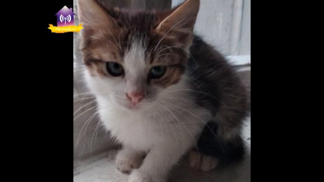 Лучший кот Славутича и раздача призов