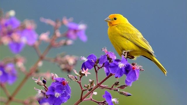Обучение кенара  пению. Canary Singing.