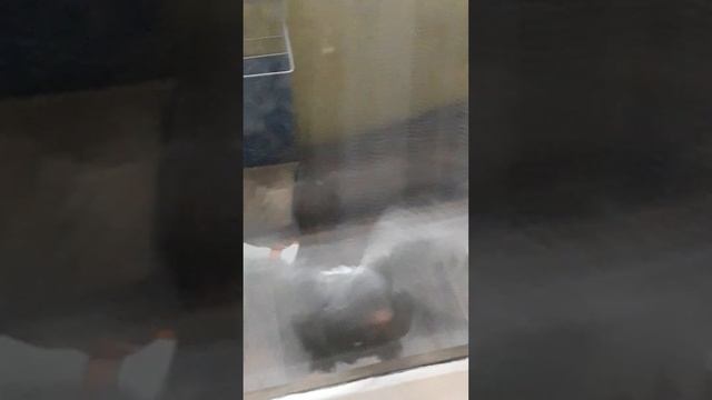 Голубь залетел на балкон и бился в балконную дверь смотреть онлайн