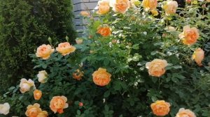 роза Леди оф Шалот ??♀️ пик цветения 2022 год