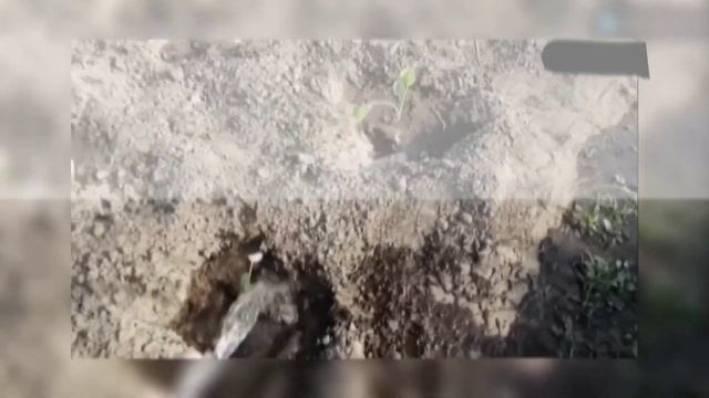 Четыре самоделки облегчающие поливку сада, огорода, газона. смотреть онлайн