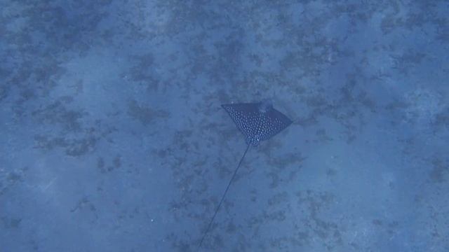 скат орляк на дне смотреть онлайн