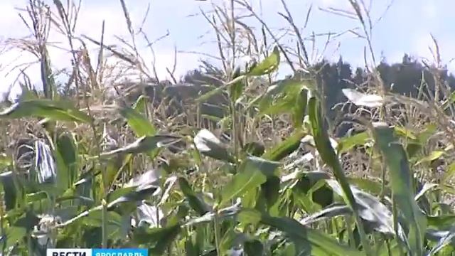 Россельхознадзор обнаружил загрязнение почвы в Ярославском районе смотреть онлайн