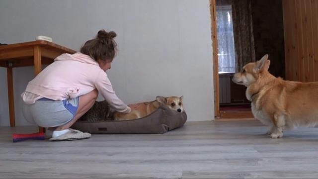 УЖЕ ЛЕЖАТ В ОДНОЙ ЛЕЖАНКЕ? Коты и собаки ? смотреть онлайн