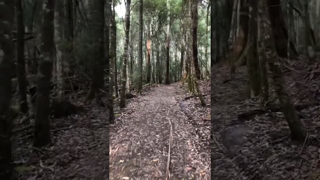 Hiking at the St. Clair National park to Lady Baron falls смотреть онлайн