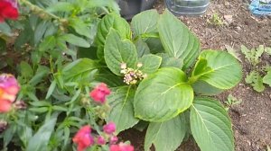 Как вырастить гортензии из черенков? Крупнолистная гортензия в открытом грунте.