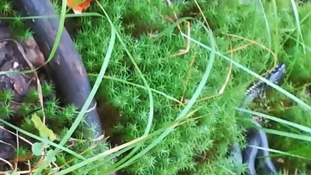 змеи в лесу !@@ смотреть онлайн