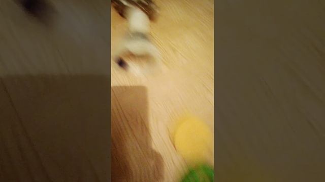 Самодельный воздушный фильтр на мопед альфа. смотреть онлайн