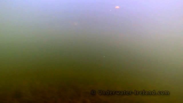 Fishing: pike attacks / strikes at a dead bait roach underwater. Рыбалка щука атакует рыбу под водо смотреть онлайн