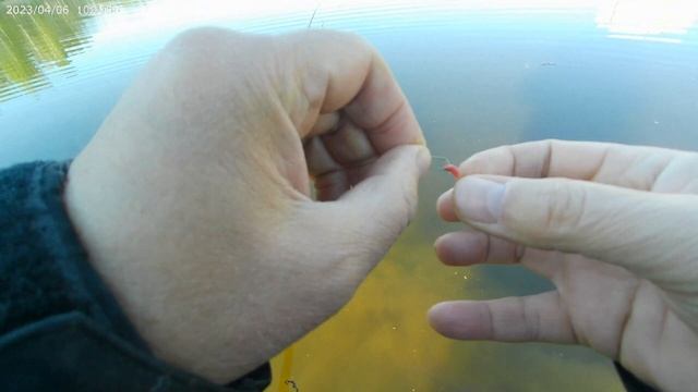 Красный карась на поплавок 29 апреля. смотреть онлайн