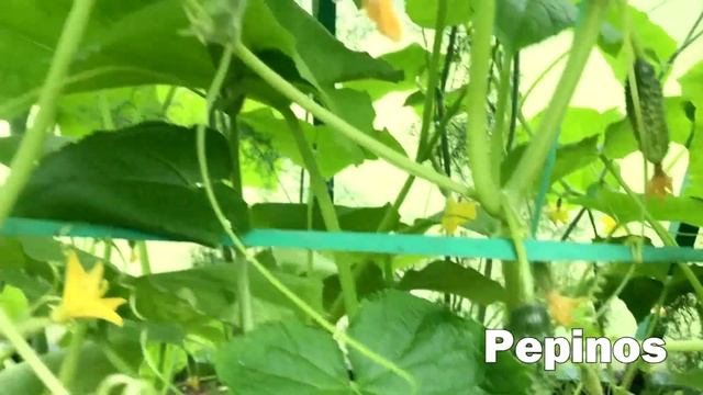 San Petersburgo y sus alrededores: En una dacha rusa смотреть онлайн