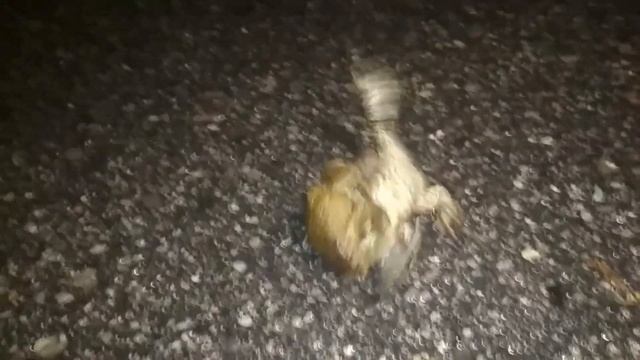 Как размножаются лягушки. Борьба за самку смотреть онлайн