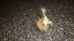 Как размножаются лягушки. Борьба за самку