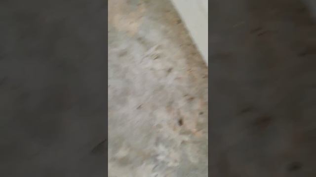 Надежнее сетки от насекомых - профилактика смотреть онлайн