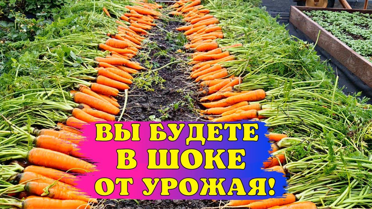 ОБЯЗАТЕЛЬНО посейте МОРКОВЬ ТАКИМ СПОСОБОМ. Хитрость БОГАТОГО УРОЖАЯ смотреть онлайн