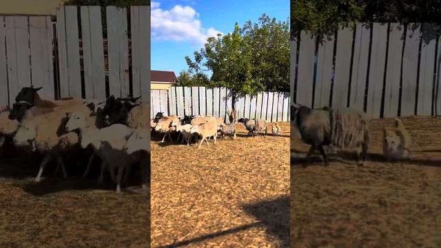 Подготовка к сдаче нормативов по пастушьей службе. Пастуший инстинкт корги. Выгон и загон овец смотреть онлайн