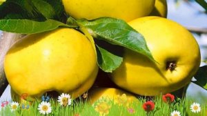 Яблоня обыкновенная Антоновка Золотая ? Обзор: посадка и уход. крупномеры: описание и особенности