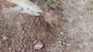 Ловля крота (слепыша). На рыболовные крючки. Часть 1-я.