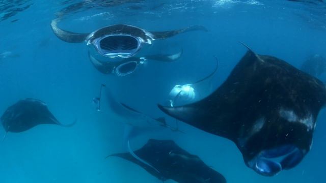 Manta Storm смотреть онлайн
