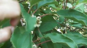 Актинидия аргута. Цветение актинидии, как отличить женские цветы от мужских