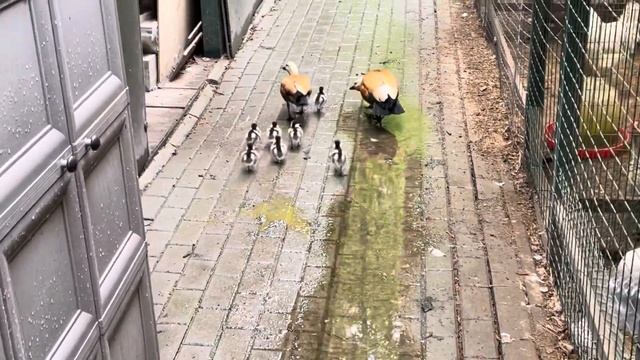 Ruddy Shelduck. Рыжая утка Огарь. Первый выход на природу смотреть онлайн