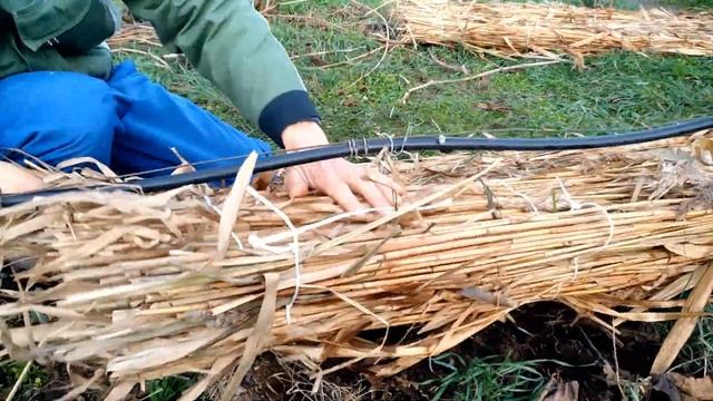 Укрытие винограда осенью. Простой способ - Камышовые маты. Николай Николаев, Херсонская обл. смотреть онлайн
