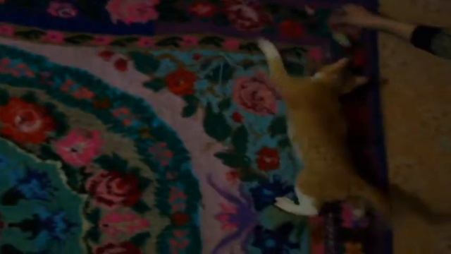 НАШИ котята)) смотреть онлайн