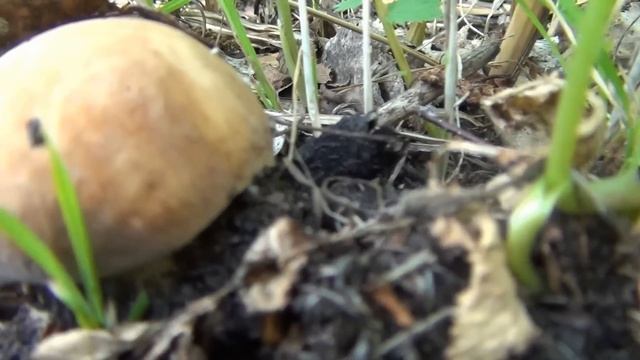 Белый гриб. Наблюдение за ростом. Развитие в течение шести дней. Boletus Edulis in Siberia Russia смотреть онлайн