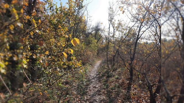 Прогулка по осеннему лесу. Природа  Релакс.