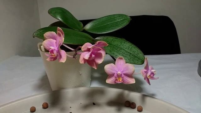 Орхидейные пересадки: Дасти Белль / Dusty Belle. Год в прежней посадке: результаты. смотреть онлайн