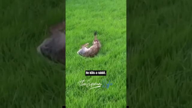 Weasels Are the MEANEST Animals - Joe Rogan смотреть онлайн