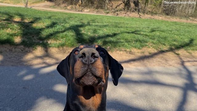 Zu viel Testosteron! Dobermann Jeff nochmal Glück gehabt 😂🥜 смотреть онлайн