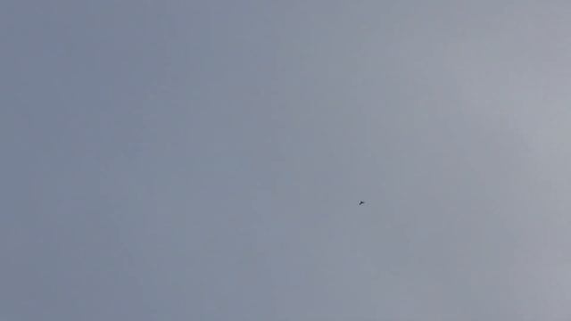 Дикие голуби на посадке. смотреть онлайн