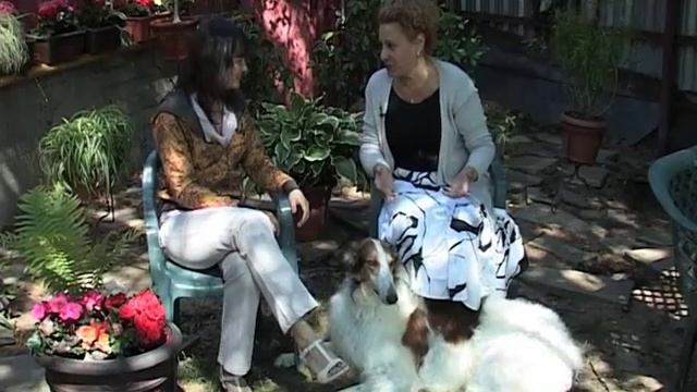 Представляем породу - РУССКАЯ ПСОВАЯ БОРЗАЯ смотреть онлайн