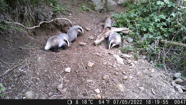 Mláďatá jazveca lesného смотреть онлайн