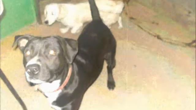 Perro pitbull terrier de 9 meses смотреть онлайн