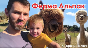 Ферма Альпак в Горячем ключе.