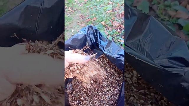 Переработка веток и сухой ботвы Томатов в Ноябре (Томаты КМВ). (2023). смотреть онлайн