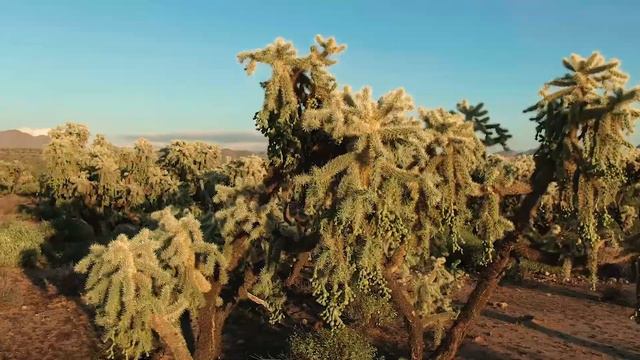 Jumping Cholla Cactus as never seen before. смотреть онлайн