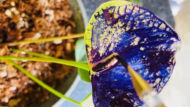 නිල් ඇන්තූරියම් හෙව්වා නේද? එහෙනම් මේක බලන්න. මෙන්න ගෙනාවා. #hishi #srilanka #anthurium #plants смотреть онлайн