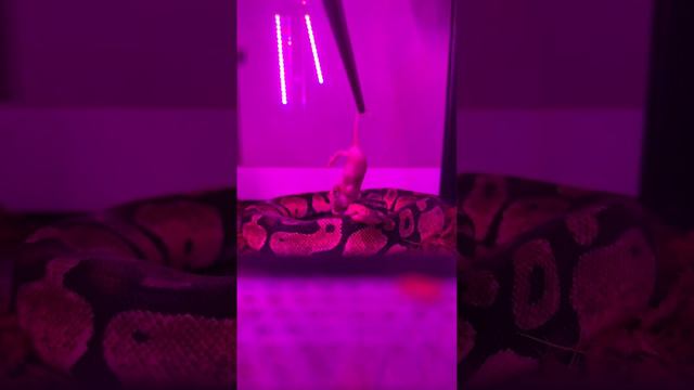 Питон Юрик. Королевский питон. #королевскийпитон #питон #змея