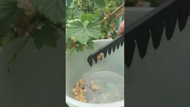 Собираем ягоды.