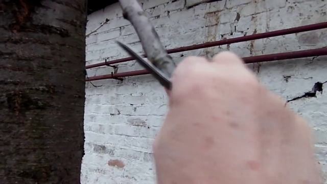 Размножение Деревьев методом Воздушной Отводки, Весной. Прививка, Окулировка смотреть онлайн