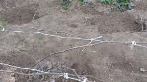 Виноград третий год после посадки. Сколько оставлять гроздей на лозах?
