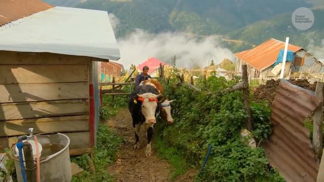 Gökmen'in İnekleri Ve Yayla Hayatı | Belgesel ▫️4K▫️