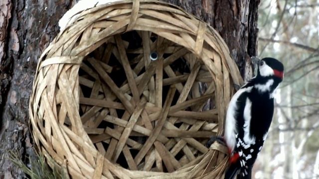 Как дятел ворует орехи