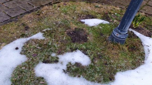 Сломались укрытия для роз. Мыши под укрытием. Морозник. Декоративные луки. смотреть онлайн